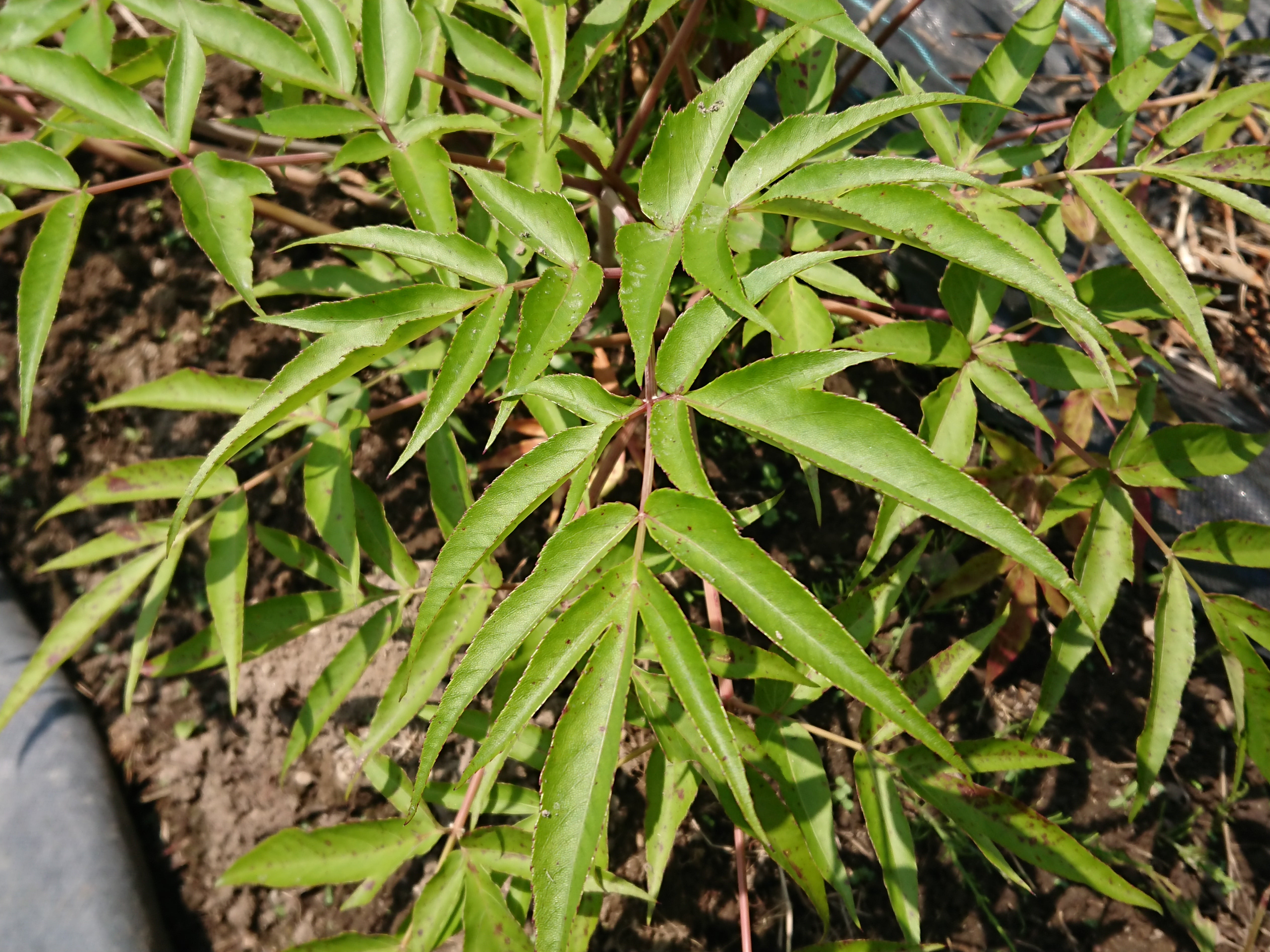 大分県産無農薬栽培  日向当帰茶（日本山人参）   粉末【1袋×50g】