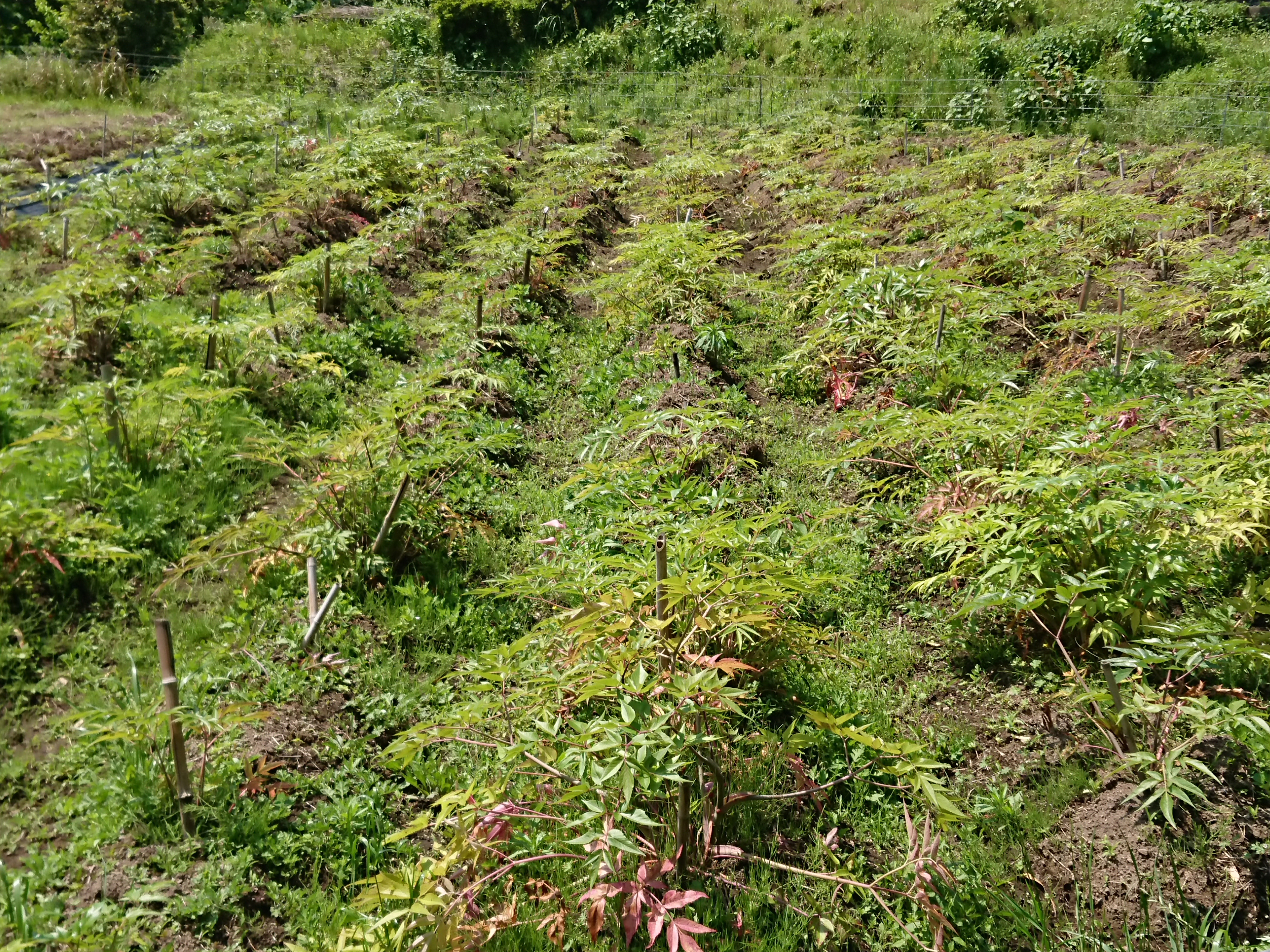大分県産無農薬栽培  日向当帰茶（日本山人参）   粉末【1袋×50g】