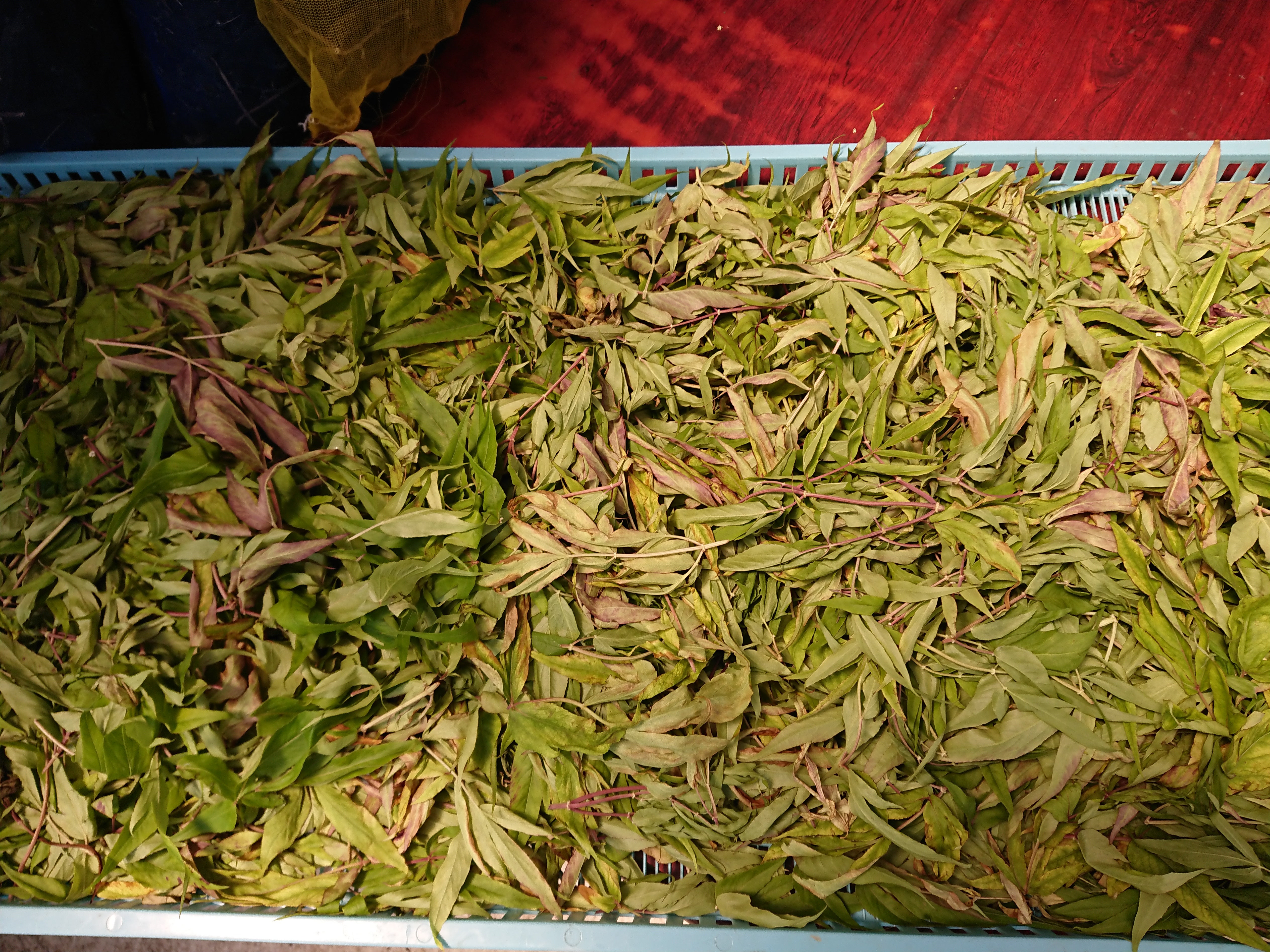 大分県産無農薬栽培  日向当帰茶（日本山人参）   粉末【3袋×50g】