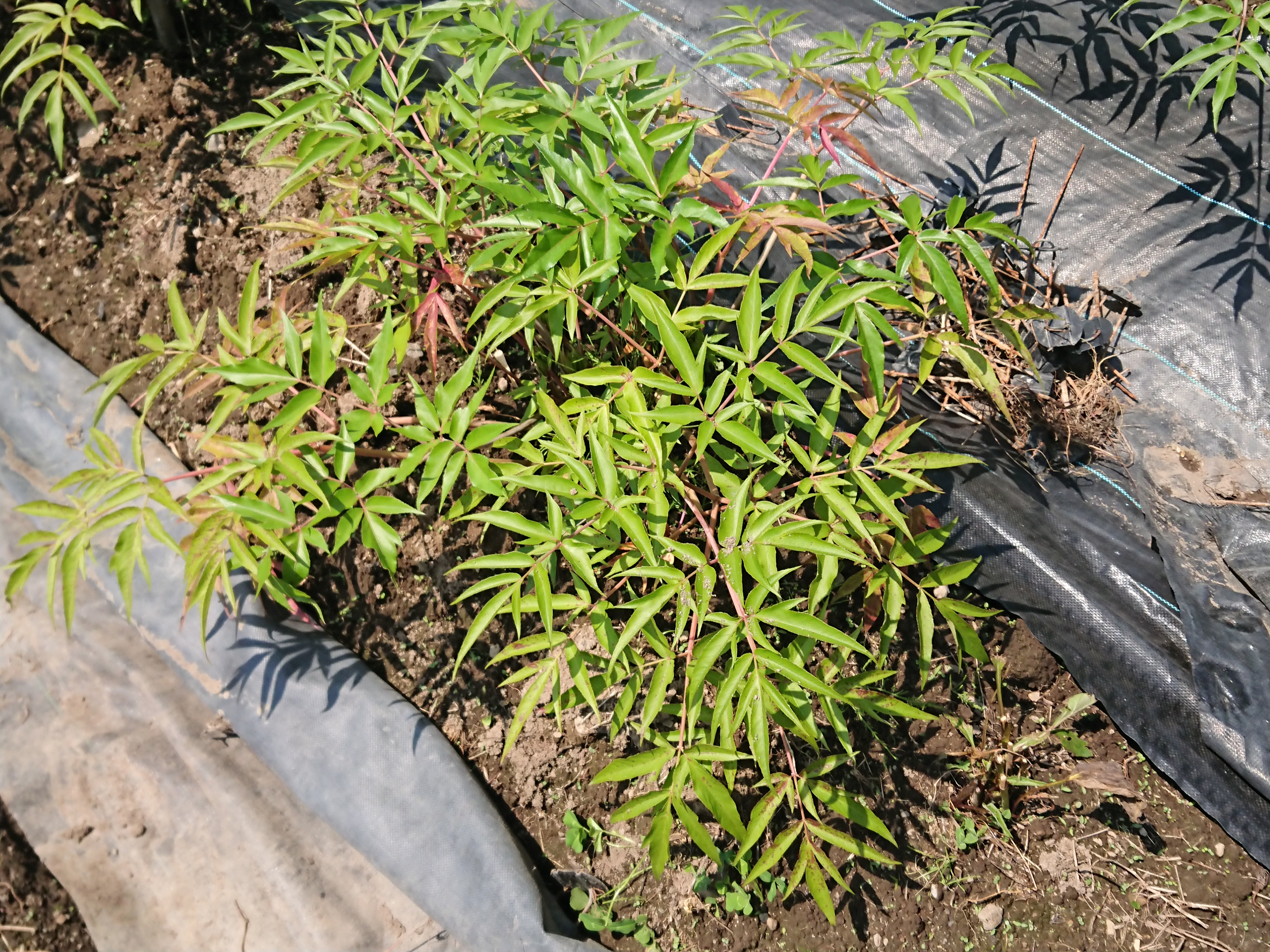 大分県産無農薬栽培  日向当帰茶（日本山人参）   粉末【3袋×50g】