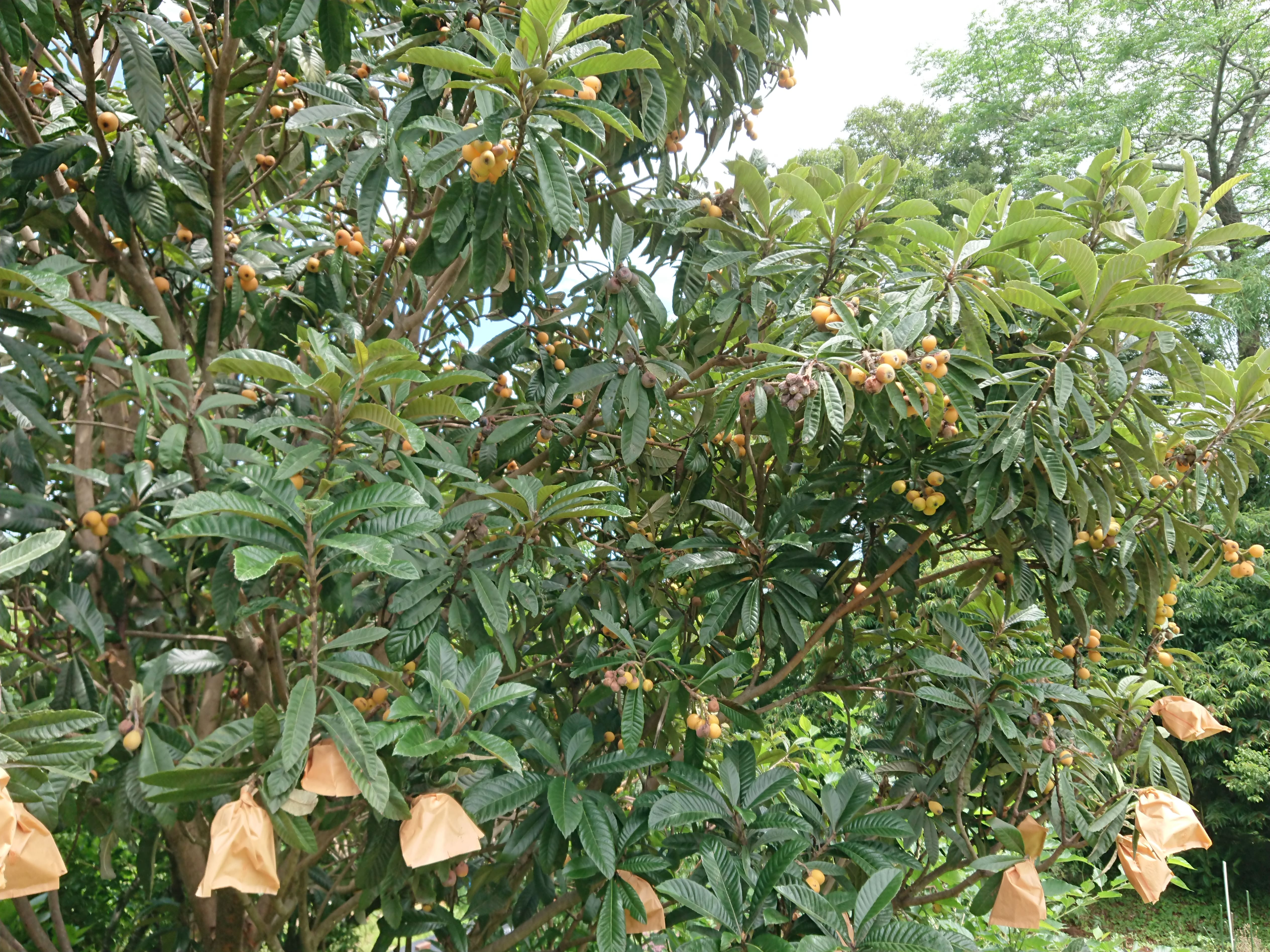 大分県産無農薬栽培　びわの葉茶　粉末【2袋×50g】