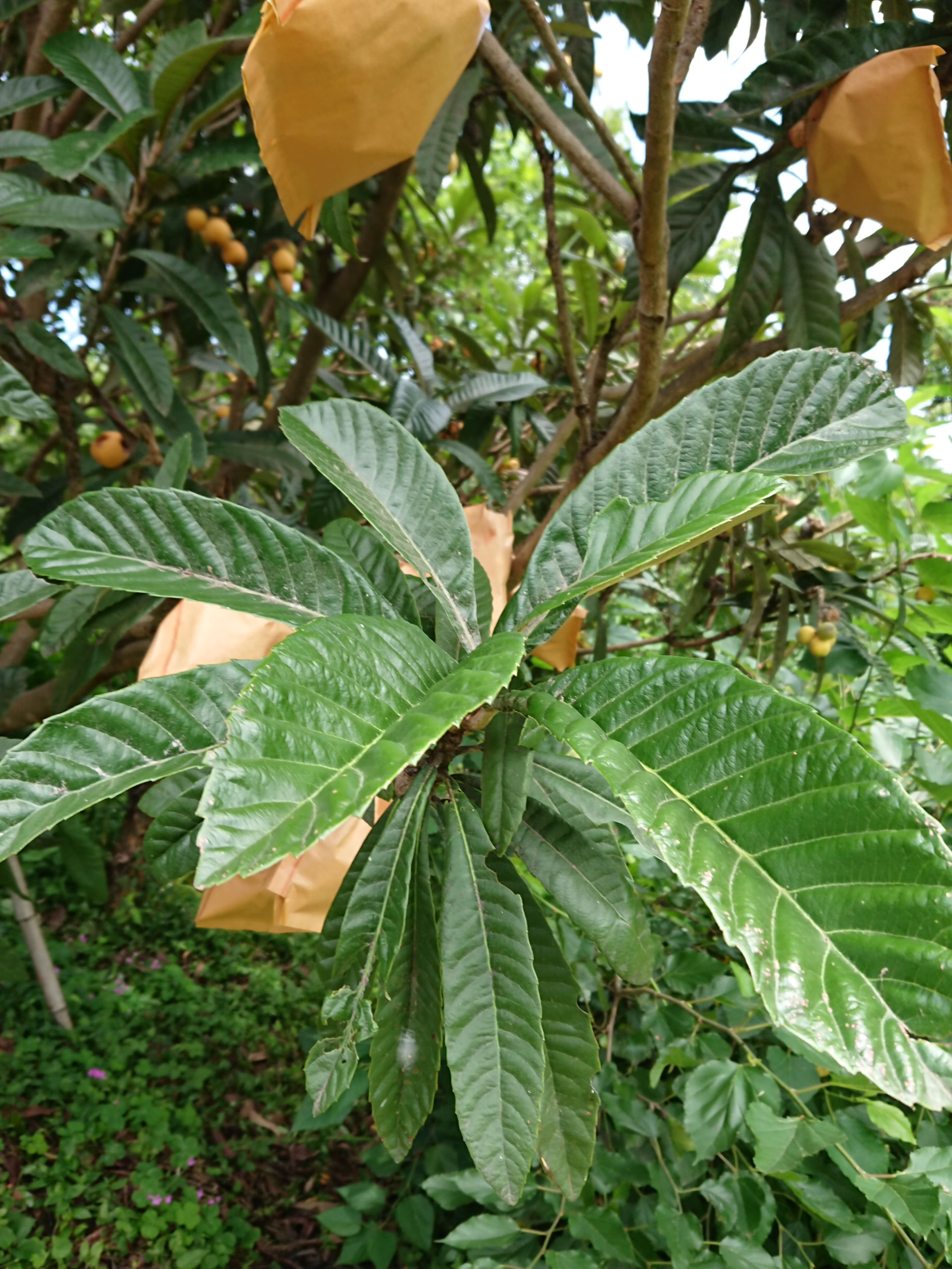 大分県産無農薬栽培　びわの葉茶　粉末【2袋×50g】