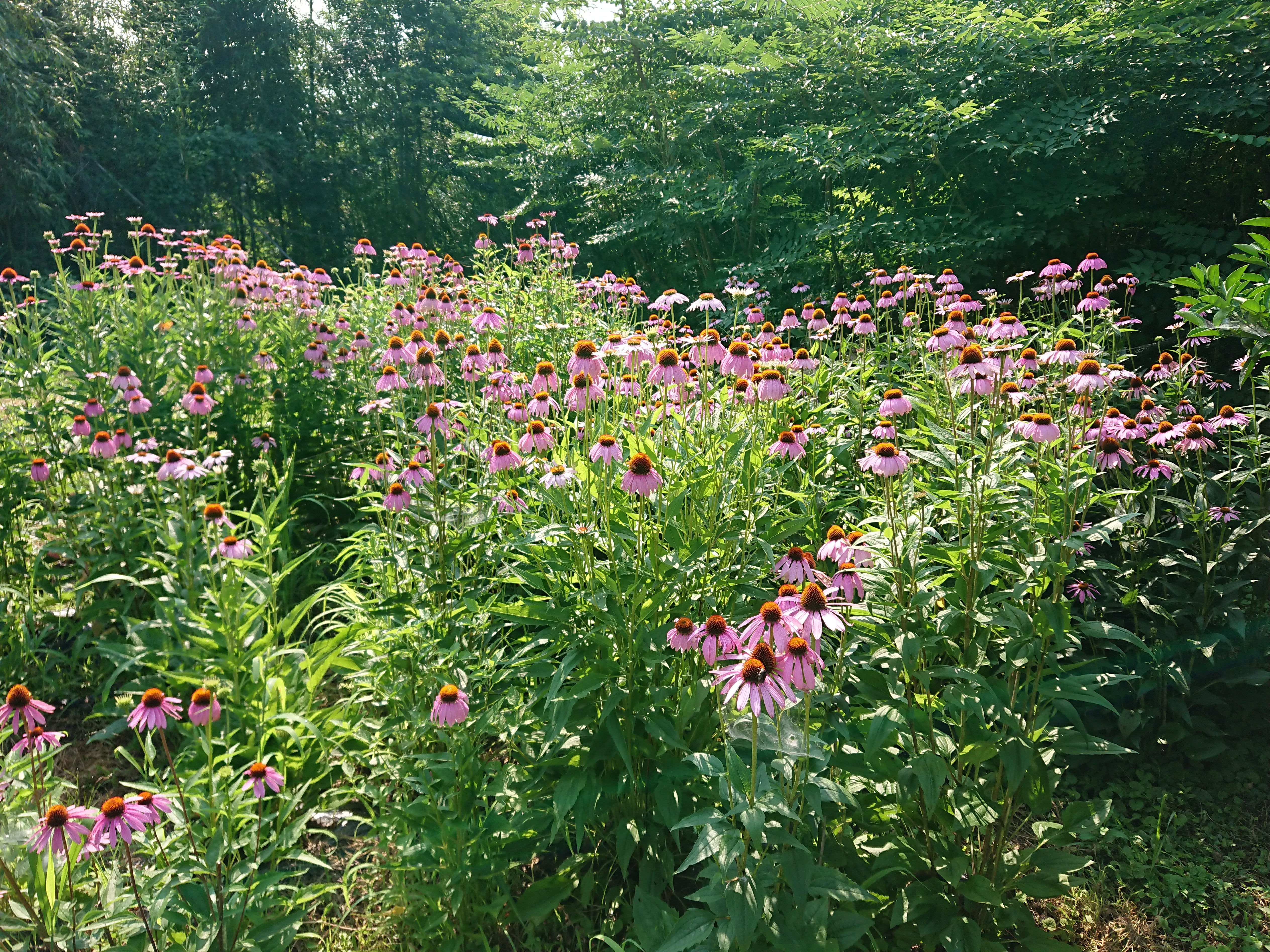 大分県産無農薬栽培 エキナセア茶 粉末【1袋×50g】