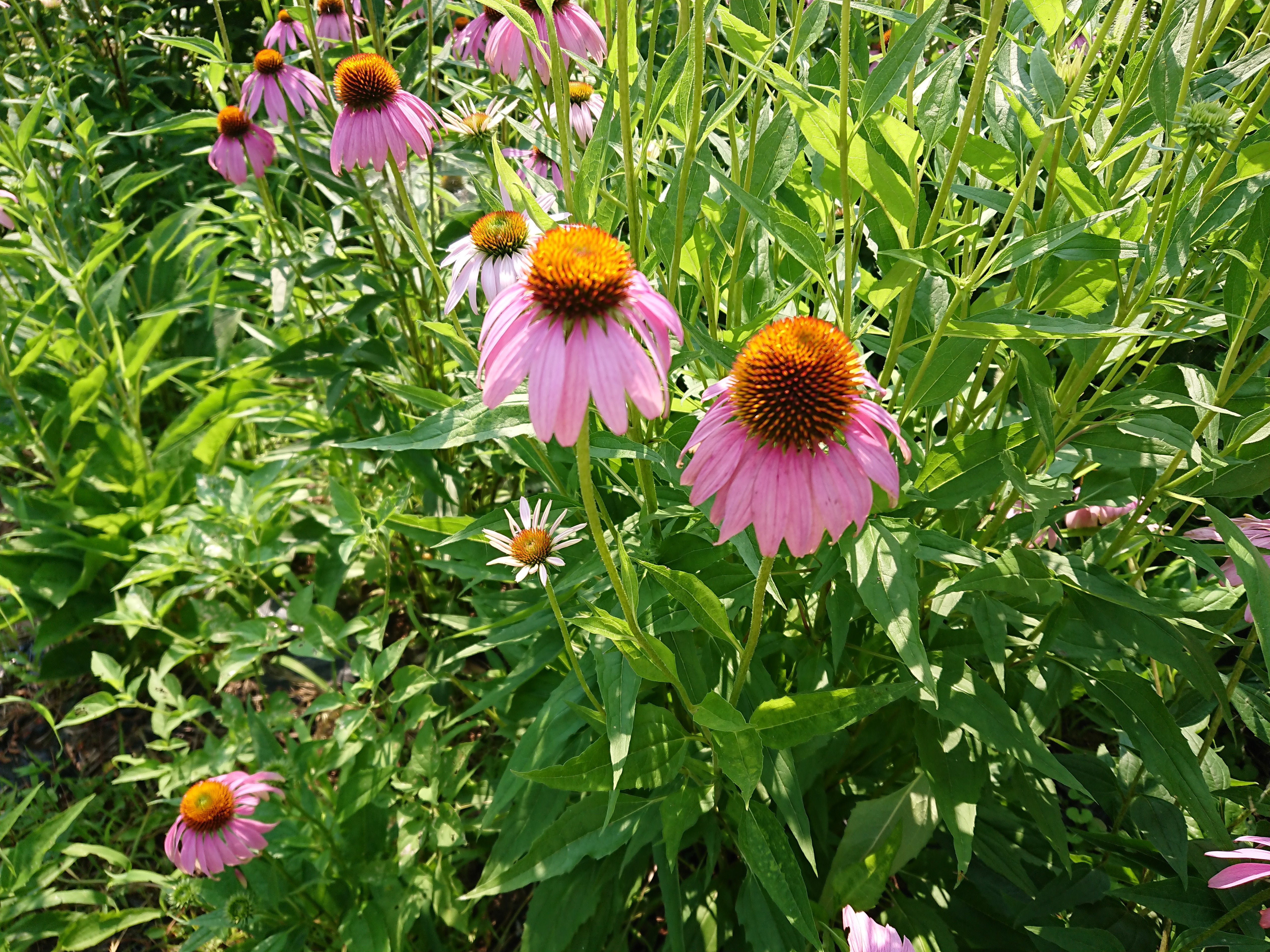 大分県産無農薬栽培 エキナセア茶 粉末【1袋×50g】