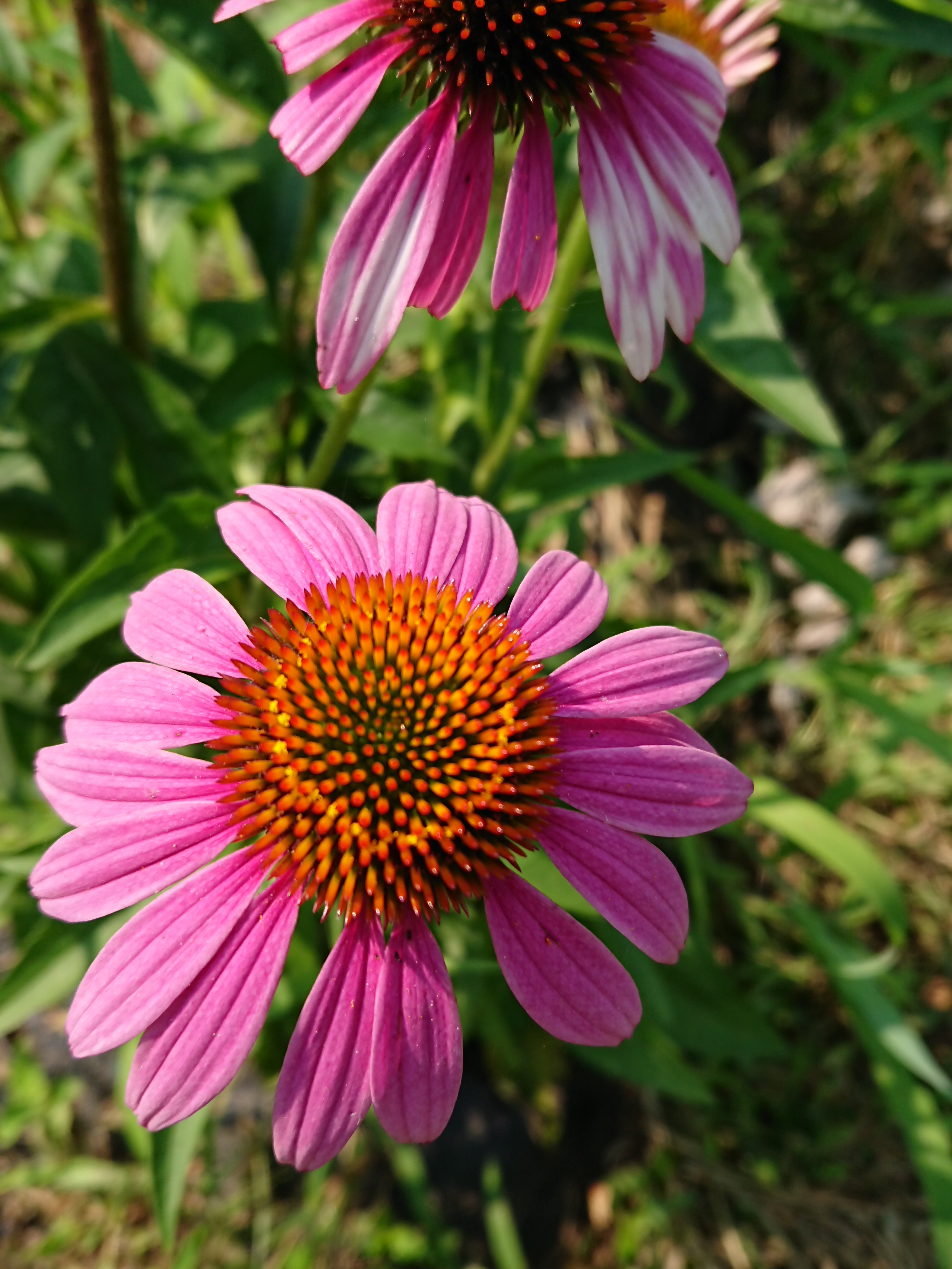 大分県産無農薬栽培 エキナセア茶 粉末【1袋×50g】