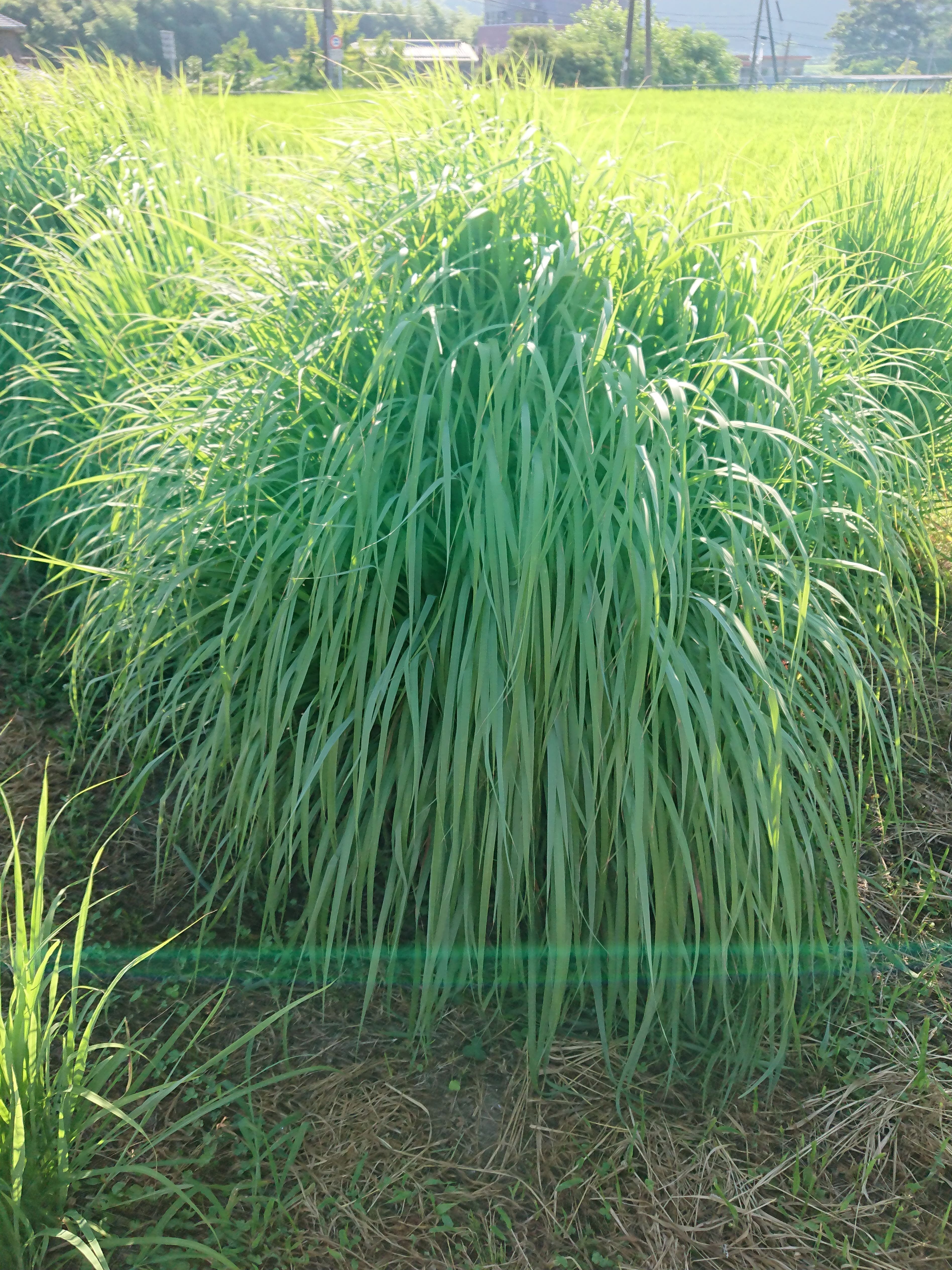 大分県産無農薬栽培　レモングラス茶 粉末【1袋×50g】