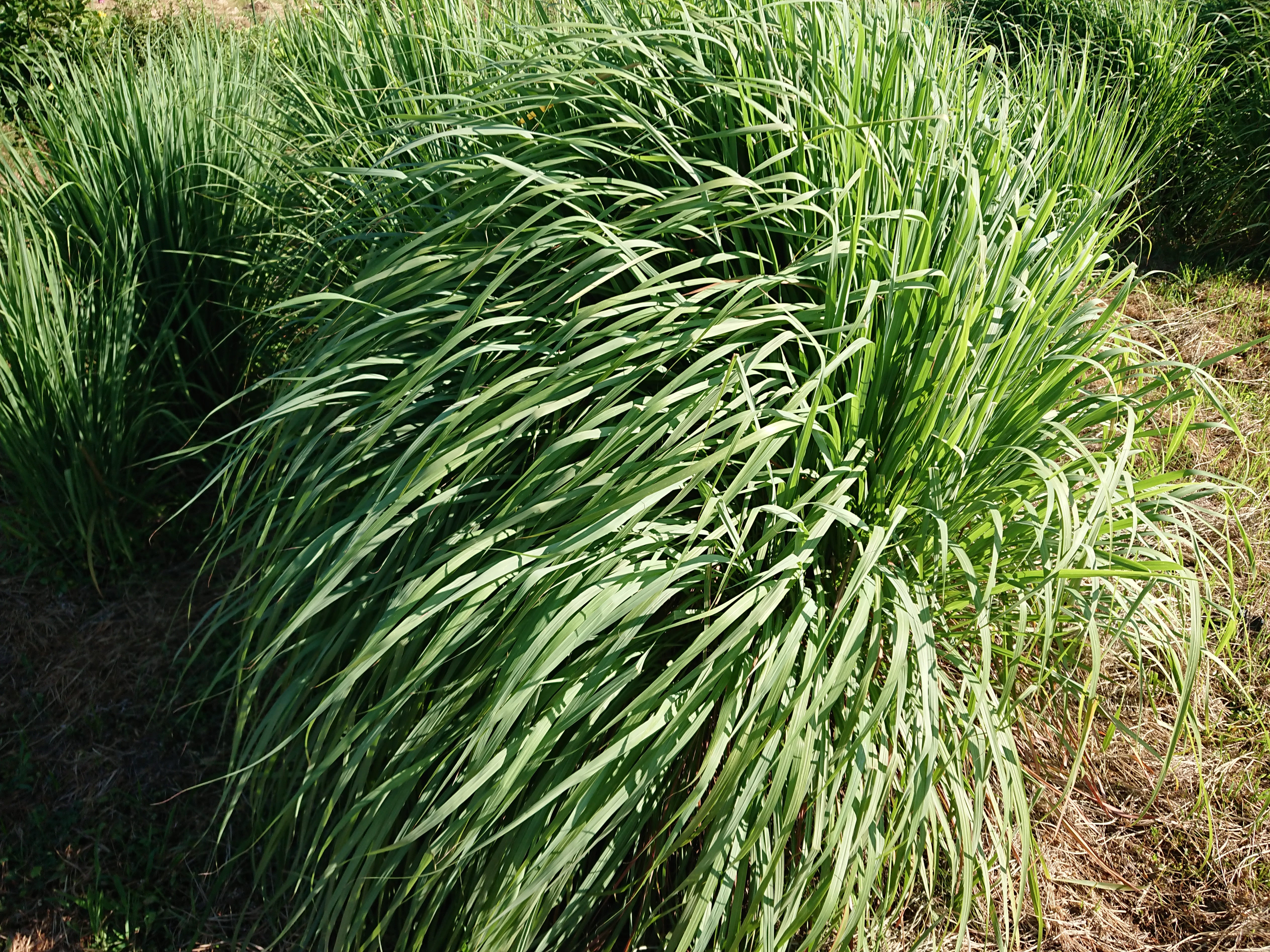 大分県産無農薬栽培　レモングラス茶 粉末【1袋×50g】