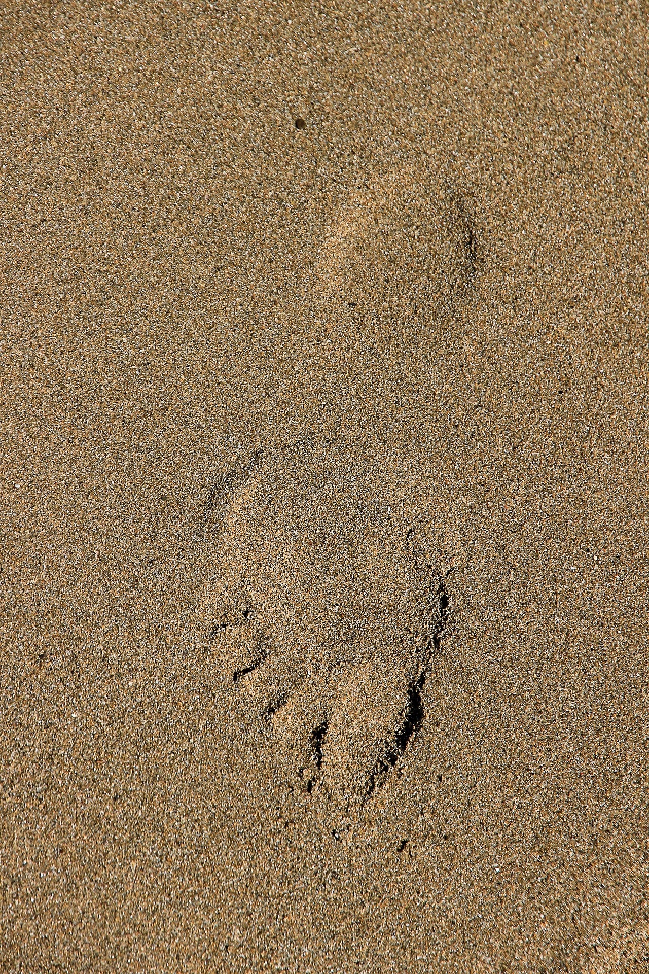Alt Image