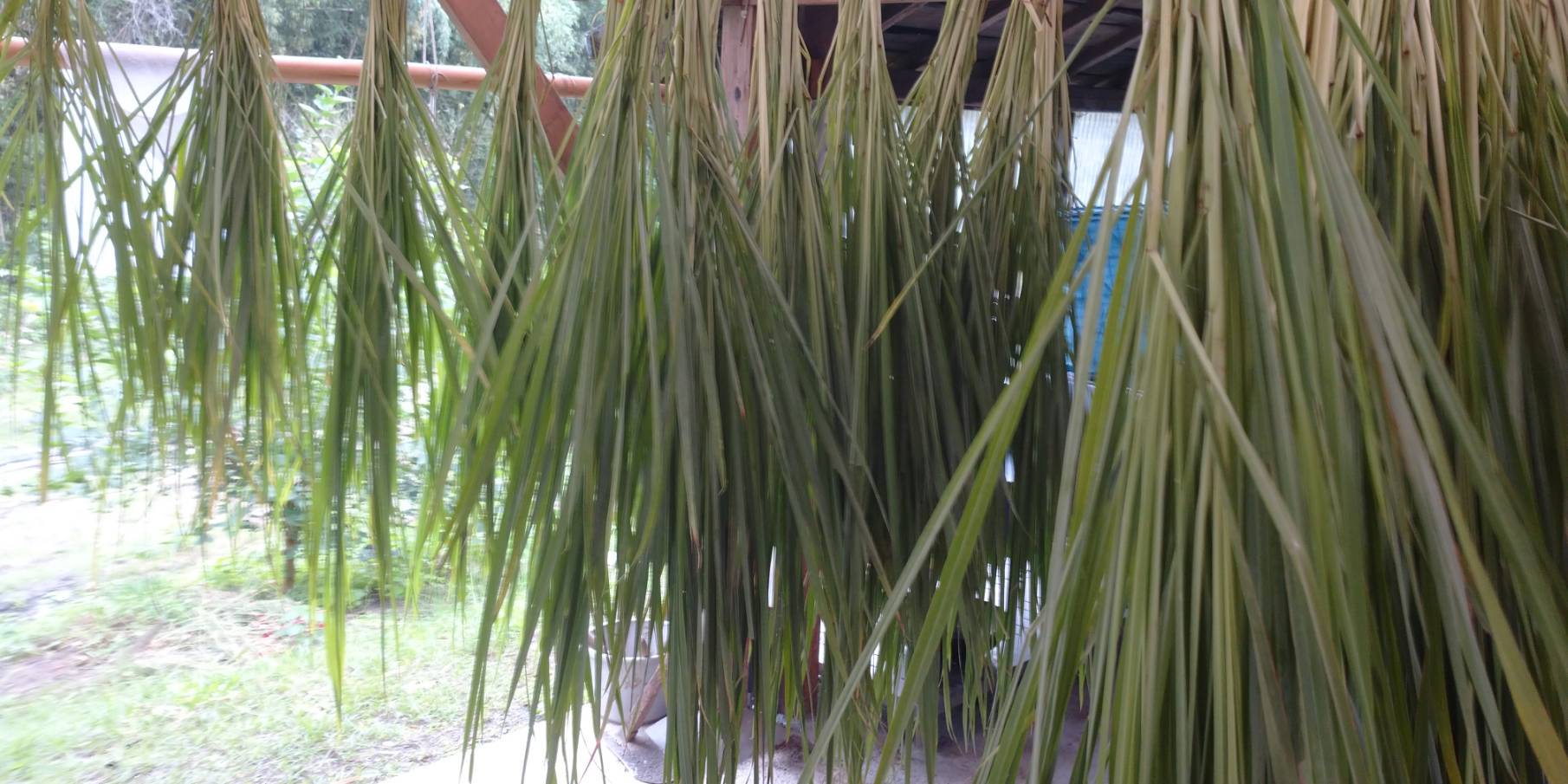 大分県産無農薬栽培　レモングラス茶 粉末【1袋×50g】